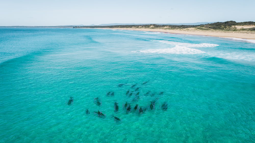 Dolphins off Sussex Inlet Beach - Haven Holiday Resort