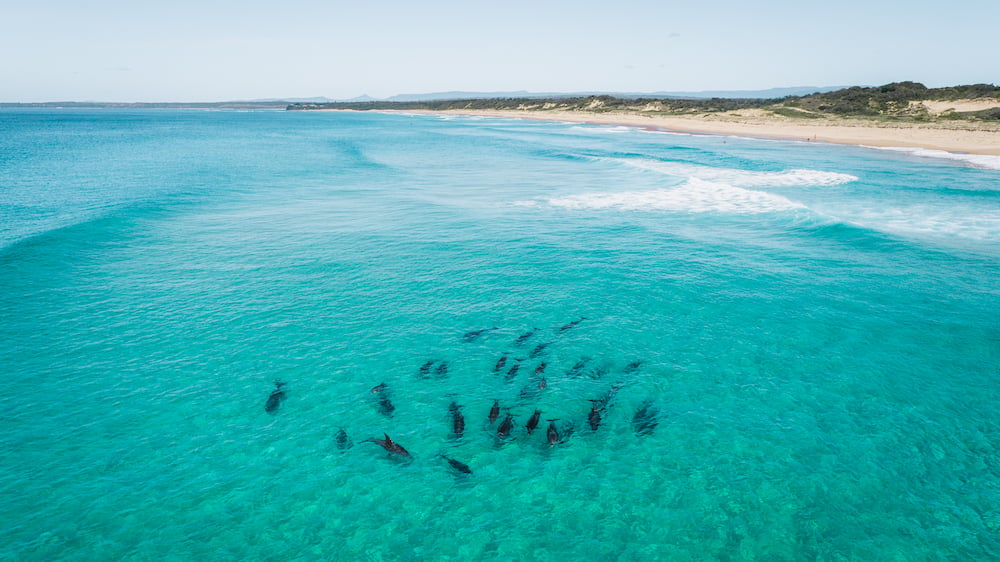 Dolphins off Sussex Inlet Beach - Haven Holiday Resort