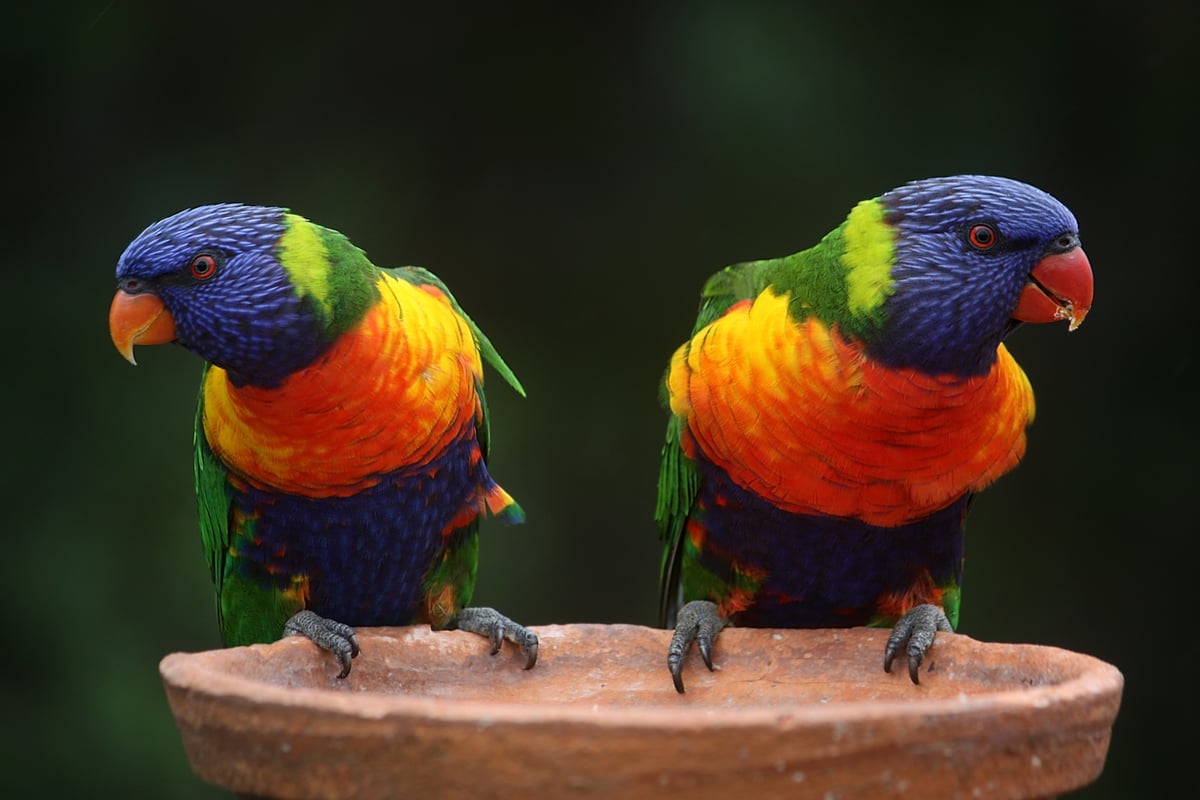 blue-geeen-and-orange-parrot-37833